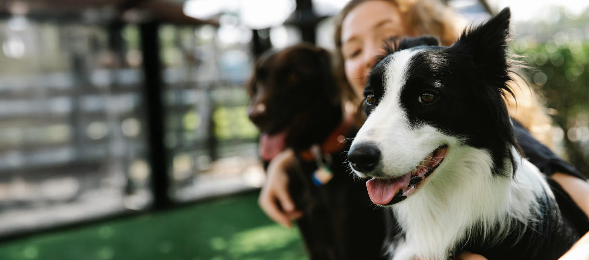 border collie människa labrador 