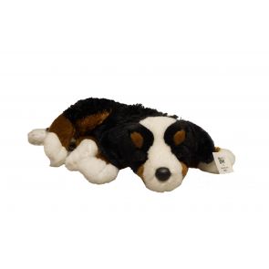 Berner sennenhund 
