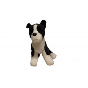Boston terrier