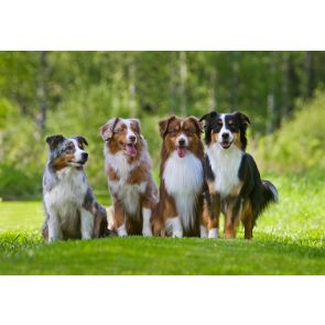 Distansutbildning i hundavel och genetik 